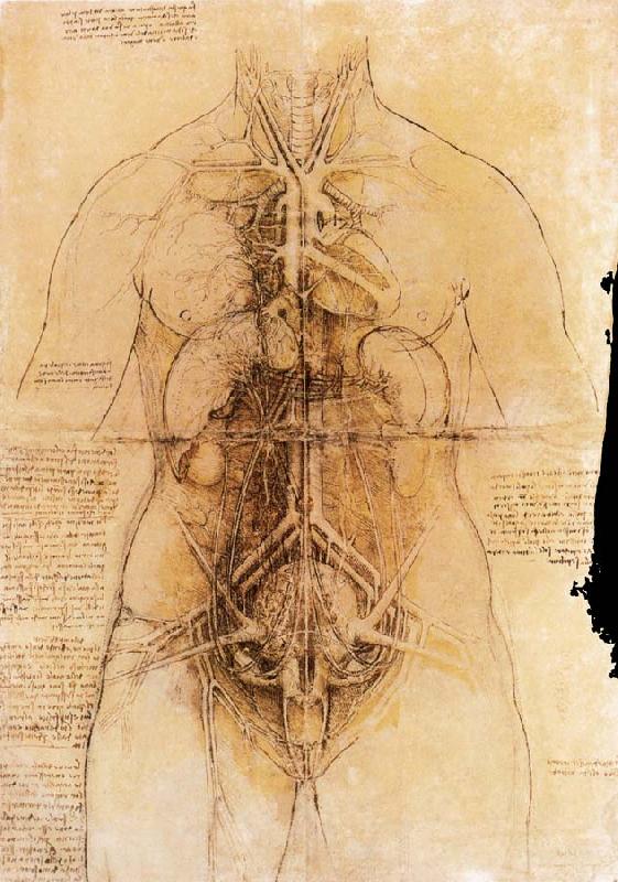 LEONARDO da Vinci The organs of the woman